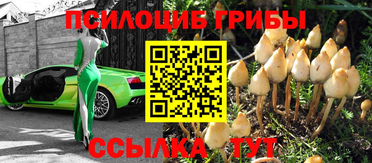 Псилоцибиновые грибы Psilocybe Оренбург